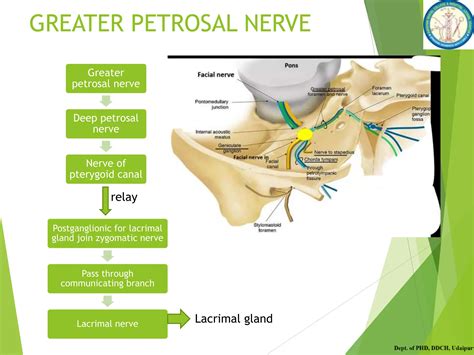 FACIAL NERVE its course and applied anatomy | PPTX