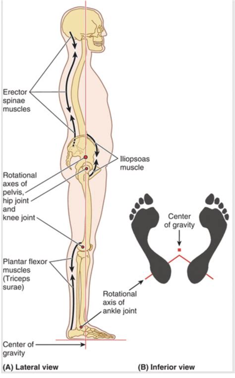 Image result for How Do Structures Stay Standing