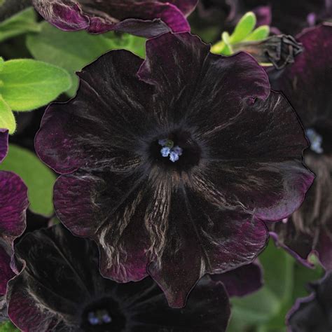 Black Velvet Petunia