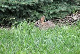Image result for Fluffy Baby Bunnies