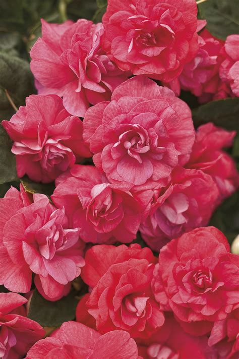 Rockapulco® Coral Reef - Double Impatiens - Impatiens walleriana ...