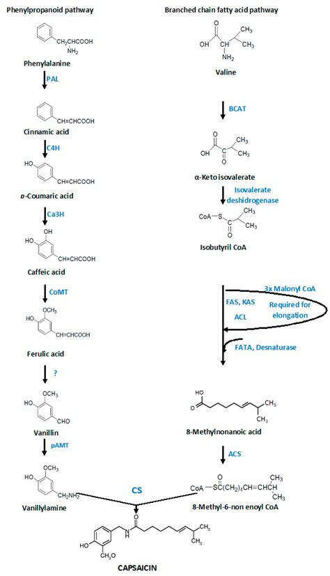 Capsaicin: From Plants to a Cancer-Suppressing Agent