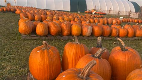 Explore Northeast Ohio's Top Pumpkin Patches in 2025 | wkyc.com
