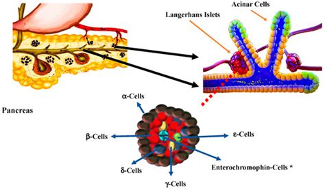 Diabetes Mellitus Is a Chronic Disease that Can Benefit from Therapy ...