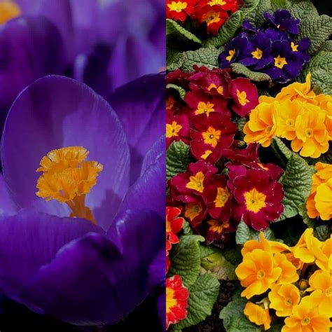 February Birth Flower Violet