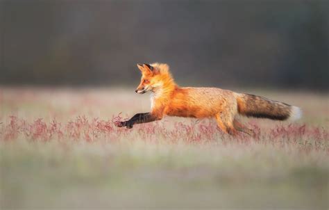 Wallpaper field, grass, jump, running, Fox for mobile and desktop ...
