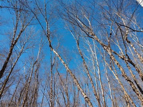 (FULL) Winter Tree ID Hike, Monroe Lake, Heltonville, December 6 2023 ...