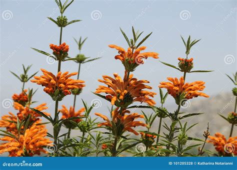 Lion`s Tail Plant Leonotis Leonurus Stock Photo - Image of riverbanks ...