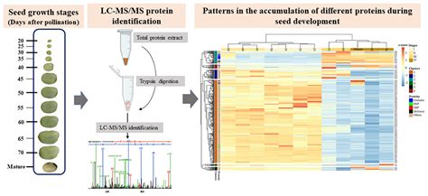 Seed Development 的图像结果