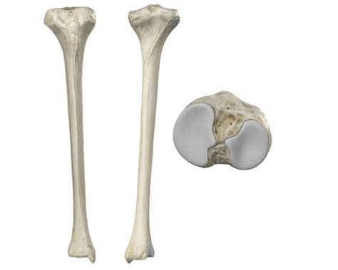 Image result for Ribstride Tibia