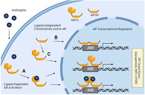 Constitutively Active Androgen Receptor in Hepatocellular Carcinoma
