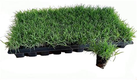 Bermuda Grass Plug Tray | EZ Plug 50 Grass Plugs Per Tray : Amazon.in ...