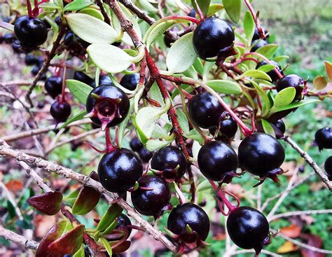 Image result for Dwarf Guava Tree