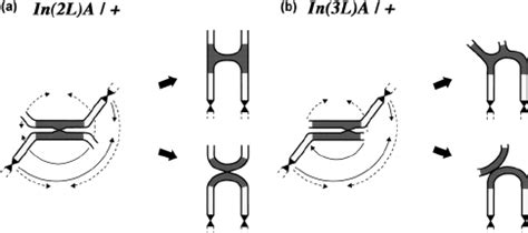 Image result for Inversion Loop Genetics