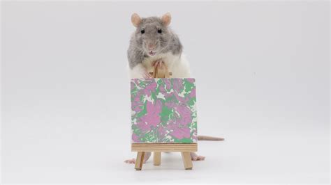 This weeks mini paw paintings by my incredible pet rats - everyone did ...
