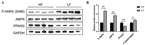 Whole Transcriptome Sequencing Reveals miRNAs and ceRNA Networks in ...