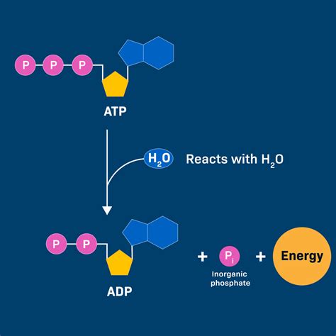 Image result for ATP Molecule Structure