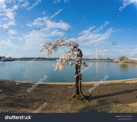 Image result for Stumpy Washington DC