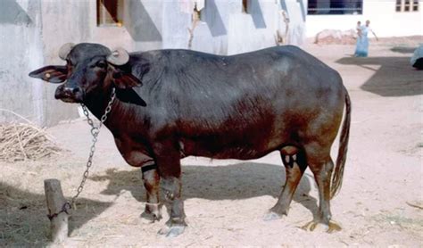 Murrah Buffalo 1/Vansh Dairy Farm