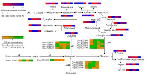 Integrated Physiological, Transcriptomic, and Metabolomic Analyses of ...