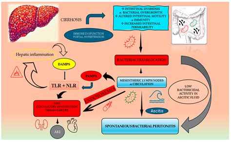 Fluoroquinolones for the Prophylaxis of Spontaneous Bacterial ...