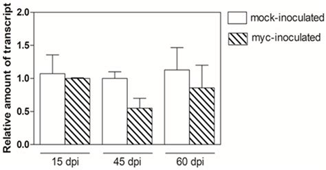 Genome-Wide Transcriptional Changes and Lipid Profile Modifications ...