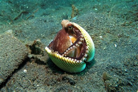Free Images : sea, water, nature, ocean, wildlife, underwater, green, tropical, fauna, shell ...