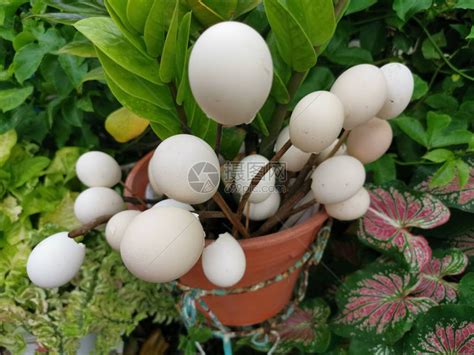 空蛋壳用来装饰花园高清图片下载-正版图片506145583-摄图网