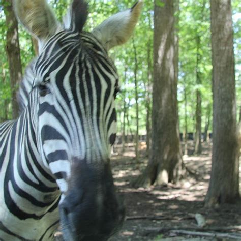 Image result for Decatur IL Attractions