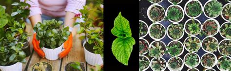 GreenLoop Indoor Plant Food - Liquid Food for Indoor Plants, Two ...