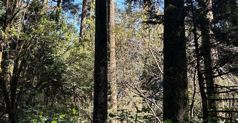 Desierto de los Leones, Hike, Ex-Convent & Local Bites | Private Tour ...