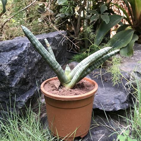 Sansevieria Cylindrica Starfish Plant