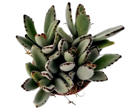 Kalanchoe Are They Safe For Cats