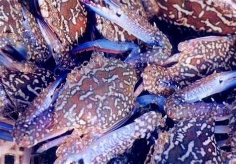 常见的螃蟹种类有哪些？十大常见大闸蟹品种介绍(2)_四海网