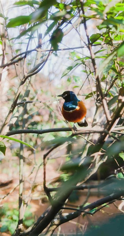 Sani+Leon+Ki+Sexy+Video+Pela+Peli Videos, Download The BEST Free 4k Stock Video Footage & Sani ...