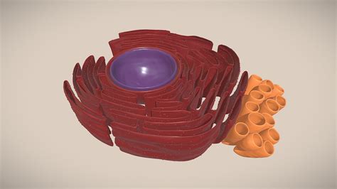 Endoplasmic Reticulum - Download Free 3D model by Cem Gürbüz ...