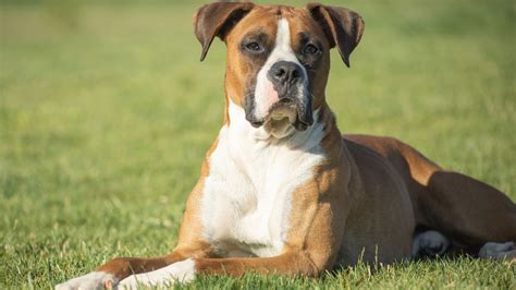 12 Best Guard Dog Breeds That Will Protect Your Home And Steal Your ...