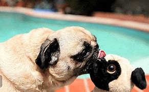 Image result for Cutest Animals Babies Ever
