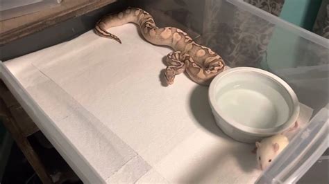 Image result for Boblb Python Snack