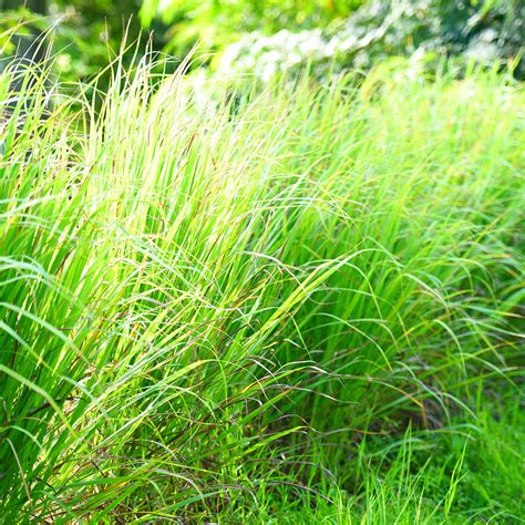 Buy Lemongrass Plants for Sale Online | Perfect Plants
