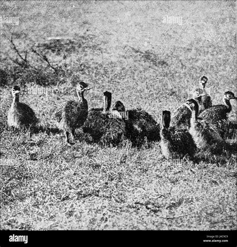 Ostrich life cycle hi-res stock photography and images - Alamy