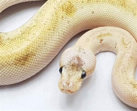 Image result for Chimera Ball Python