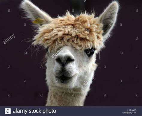 Long Haired Alpaca High Resolution Stock Photography and Images - Alamy