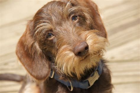 Willow Springs Miniature Wirehaired Dachshunds | Yosemite Sam ... old ...