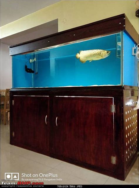 My Fishkeeping hobby - Page 45 - Team-BHP