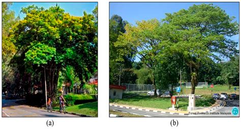 Effects of Roadside Trees and Road Orientation on Thermal Environment ...