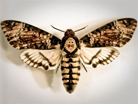 Death head moth – Artofit