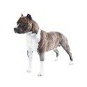 American Staffordshire Terrier Dog Breed Information | Purina US