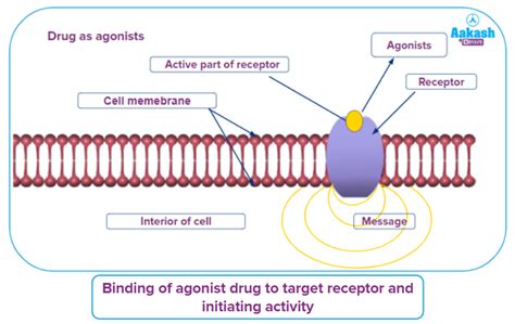 Antagonists - Introduction, Drug Target Interactions, Receptor as Drug ...
