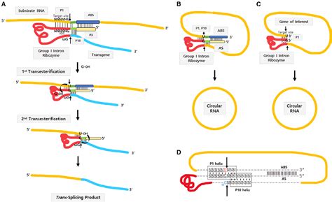 Intron 的图像结果